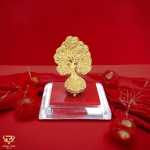 Cây kim tiền vàng ta (mã CKT 7902)